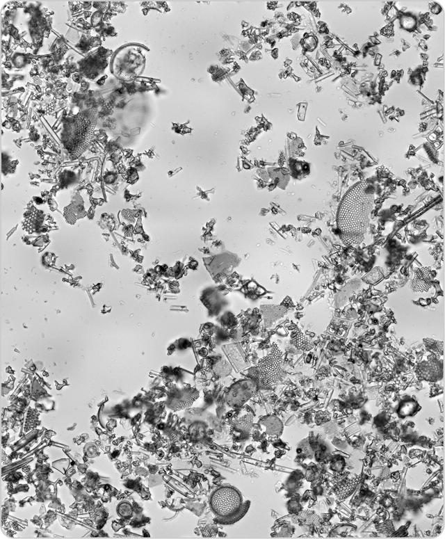 zinc pca